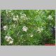 xanthoceras sorbifolia.jpg